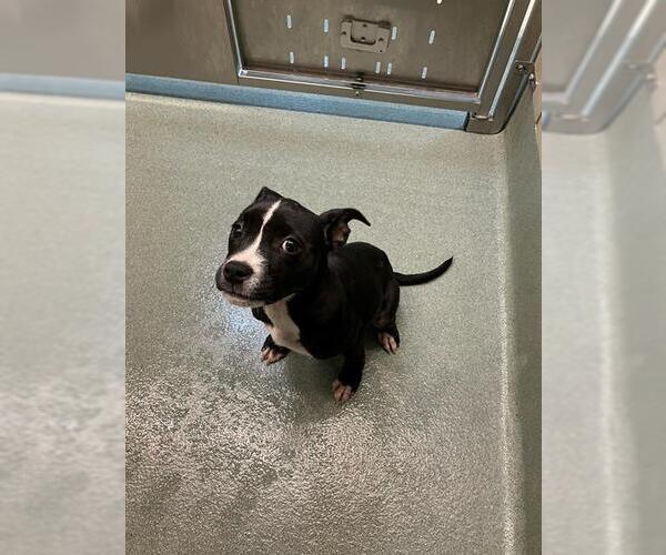 Medium Photo #1 American Pit Bull Terrier-Unknown Mix Puppy For Sale in Baytown, TX, USA