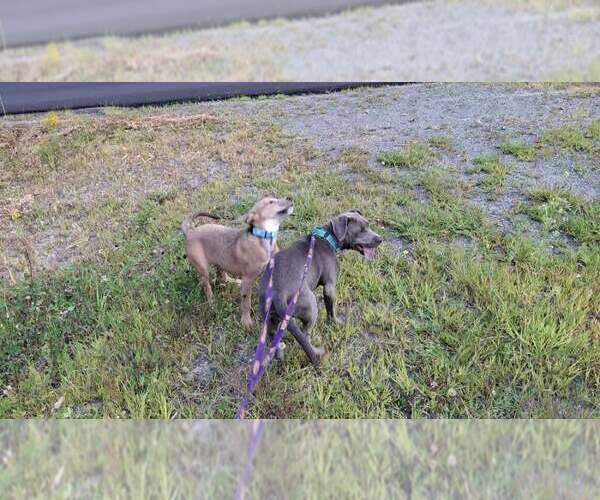 Medium Photo #32 American Pit Bull Terrier-Unknown Mix Puppy For Sale in Sebec, ME, USA