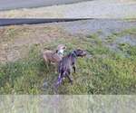 Small #31 American Pit Bull Terrier Mix