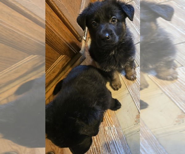 View Ad: German Shepherd Dog Puppy for Sale near Michigan, ROMULUS, USA ...