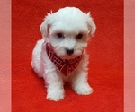 Small Photo #4 Coton de Tulear Puppy For Sale in BUFFALO, MO, USA