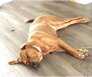 Valentine - Female Great Pyrenees-Unknown Mix Dog for Adoption - Photo #4