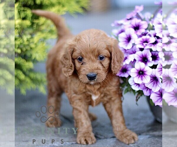 Medium Photo #3 Goldendoodle (Miniature) Puppy For Sale in LANCASTER, PA, USA