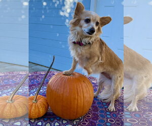 Chiranian Dogs for adoption in San Francisco, CA, USA