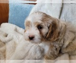 Small #7 Lhasa Apso