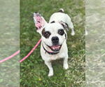 Small #2 Bulldog Mix