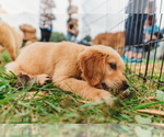 Small Photo #12 Golden Retriever Puppy For Sale in SEBREE, KY, USA