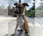Small #6 Bulldog Mix