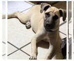 Small Photo #3 Mutt Puppy For Sale in Canton, CT, USA