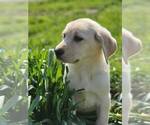 Small Photo #10 Labrador Retriever Puppy For Sale in CHARITON, IA, USA