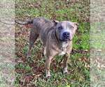 Jason - A Firecracker - Male American Pit Bull Terrier Dog for Adoption - Small photo