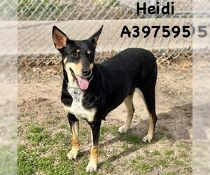 Australian Kelpie-Unknown Mix Dogs for adoption in Conroe, TX, USA