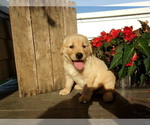 Small Photo #11 Golden Retriever Puppy For Sale in SUGARCREEK, OH, USA