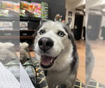 Small #3 Siberian Husky