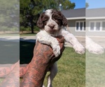 Small #2 Bernedoodle-Cavapoo (Miniature) Mix