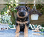 Small Photo #21 German Shepherd Dog Puppy For Sale in MANTON, MI, USA
