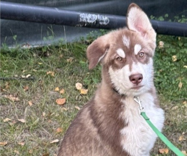 Medium Photo #2 Alaskan Malamute-German Shepherd Dog Mix Puppy For Sale in ANCHORAGE, AK, USA
