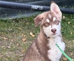 Litter of 10 - Male(s) and Female(s) Alaskan Malamute-German Shepherd Dog MixLitter of Puppies for Sale - Photo #2