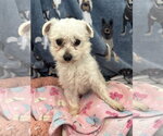 Small #3 Maltipoo (Toy)
