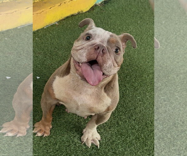 Medium Photo #4 French Bulldog-Unknown Mix Puppy For Sale in Oakland Park, FL, USA