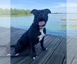 Small #10 Bulldog Mix
