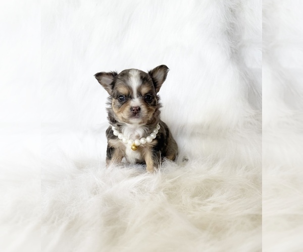 Medium Photo #2 Chihuahua Puppy For Sale in SACRAMENTO, CA, USA