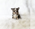 Small #1 Chihuahua