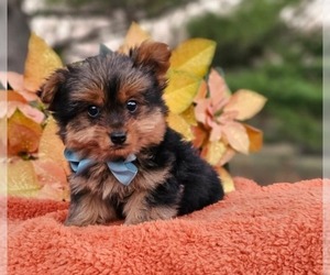 Yorkshire Terrier Puppy for sale in INDIANAPOLIS, IN, USA