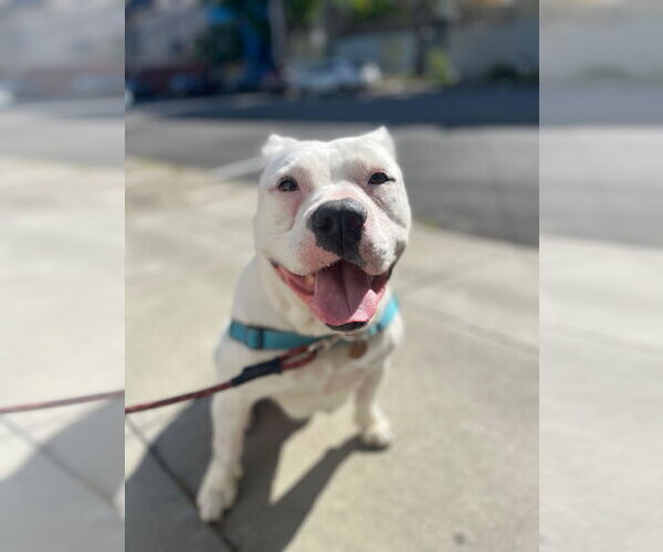 Medium Photo #3 American Pit Bull Terrier Puppy For Sale in Hayward, CA, USA