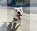 Small #2 American Pit Bull Terrier
