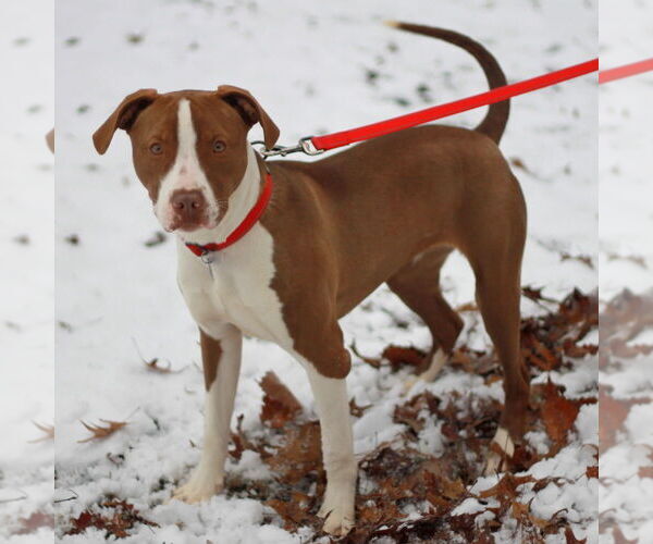 Medium Photo #9 American Pit Bull Terrier-Pointer Mix Puppy For Sale in Cookeville, TN, USA