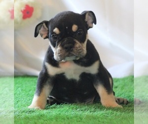 Bulldog Puppy for sale in MARSHFIELD, MO, USA