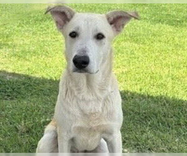 Medium Photo #2 Carolina Dog Puppy For Sale in Houston, TX, USA