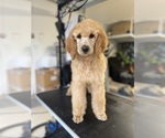 Puppy Puppy 5 Poodle (Standard)