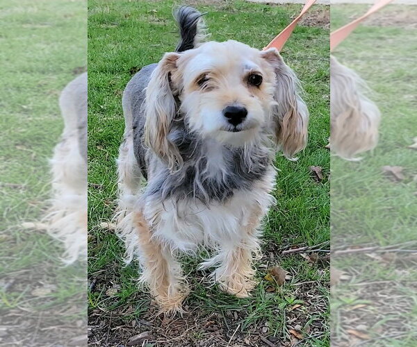 Medium Photo #4 Mutt Puppy For Sale in Silver Spring, MD, USA