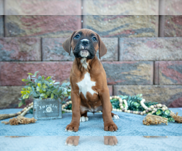 Medium Photo #1 Boxer Puppy For Sale in MIDDLEBURY, IN, USA