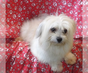 Maltipom Puppy for sale in PATERSON, NJ, USA