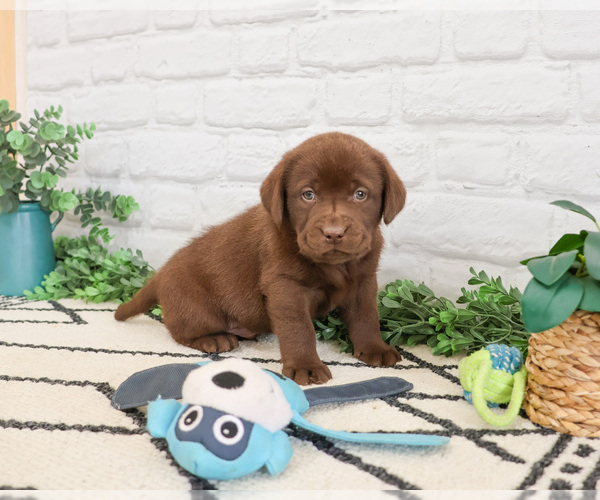 Medium Photo #5 Labrador Retriever Puppy For Sale in SYRACUSE, IN, USA