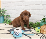 Small #4 Labrador Retriever