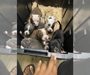 American Bully Puppy for sale in FLORENCE, SC, USA