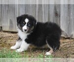 Small #1 Australian Shepherd