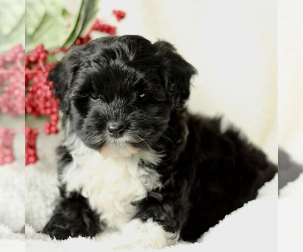 Medium Photo #1 Havapoo Puppy For Sale in LEOLA, PA, USA
