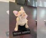 Small Photo #36 French Bulldog Puppy For Sale in MIAMI BEACH, FL, USA