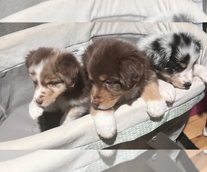 Australian Shepherd Puppy for Sale in ROCHESTER, New Hampshire USA