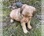 Small #2 Shih Tzu-Shih-Poo Mix