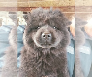Chow Chow Puppy for sale in LOUISVILLE, KY, USA