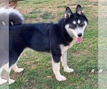 Small Photo #1 Siberian Husky Puppy For Sale in FORT MILL, SC, USA