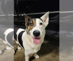Small #3 Welsh Corgi Mix