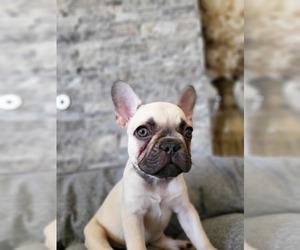 French Bulldog Puppy for sale in INDIO, CA, USA