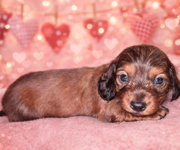 Medium Photo #1 Dachshund Puppy For Sale in LAWRENCEBURG, TN, USA